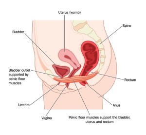 pelvic floor image copy